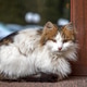 Portrait of a Fluffy Calico Cat Portrait of a Fluffy Calico Cat - PhotoDune Item for Sale