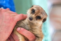 Portrait of domestic meerkat or Suricata suricatta in human hands Portrait of domestic meerkat or Suricata suricatta in human hands - PhotoDune Item for Sale
