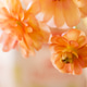 A Close Up Photo of Orange Ranunculus Flowers A Close Up Photo of Orange Ranunculus Flowers - PhotoDune Item for Sale