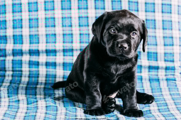 Lebra Dog Price Pure Black Labrador Puppies For Sale Lebra Dog Labrador Puppy Cost Purebred Original Lebra Dog Black