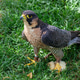 Peregrine falcon standing on grass with chick Peregrine falcon standing on grass with chick - PhotoDune Item for Sale