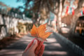hand holding autumn leaves hand holding autumn leaves - PhotoDune Item for Sale
