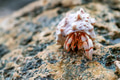 Hermit crab close-up Hermit crab close-up - PhotoDune Item for Sale