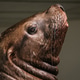 Portrait of the sea lion Portrait of the sea lion - PhotoDune Item for Sale