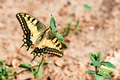 Swallowtail butterfly or Papilio machaon close Swallowtail butterfly or Papilio machaon close - PhotoDune Item for Sale