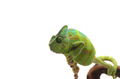 Veiled Chameleon isolated on white background Veiled Chameleon isolated on white background - PhotoDune Item for Sale