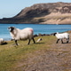 Flock of Sheep at the Beach Flock of Sheep at the Beach - PhotoDune Item for Sale