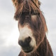 Close up portrait of a donkey on a farm with overcast sunset sky. Close up portrait of a donkey on a farm with overcast sunset sky. - PhotoDune Item for Sale