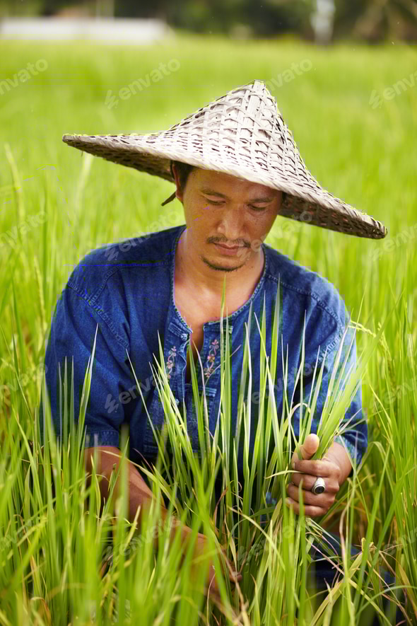 Rice Field Asian Rice Picker Hat Paddy Field Types Of Asian Hats