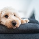 Close Up of a Cute Cream Maltipoo Puppy Resting Head on Blue Sofa Armrest Close Up of a Cute Cream Maltipoo Puppy Resting Head on Blue Sofa Armrest - PhotoDune Item for Sale