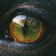 Close-up Animal Eye with Autumn Forest Reflection Close-up Animal Eye with Autumn Forest Reflection - PhotoDune Item for Sale