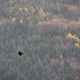 Common raven flying over the green mountains in autumn Common raven flying over the green mountains in autumn - PhotoDune Item for Sale
