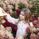 Adorable Little Girl in a Garden of Hydrangeas with a Hat, exploring Nature s Beauty and Wonder. Adorable Little Girl in a Garden of Hydrangeas with a Hat, exploring Nature s Beauty and Wonder. - PhotoDune Item for Sale