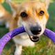 a close-up of red corgi muzzle looking camera in teeth purple circle toy green sunny park walking a close-up of red corgi muzzle looking camera in teeth purple circle toy green sunny park walking - PhotoDune Item for Sale