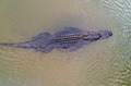 Aerial view of an American Alligator Aerial view of an American Alligator - PhotoDune Item for Sale