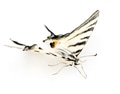 Swallowtail Butterfly Swallowtail Butterfly - PhotoDune Item for Sale
