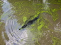 American Alligator American Alligator - PhotoDune Item for Sale