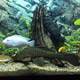 Aquarium Aquarium - PhotoDune Item for Sale