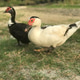 Red-faced Muscovy duck looking for food on the grass Red-faced Muscovy duck looking for food on the grass - PhotoDune Item for Sale