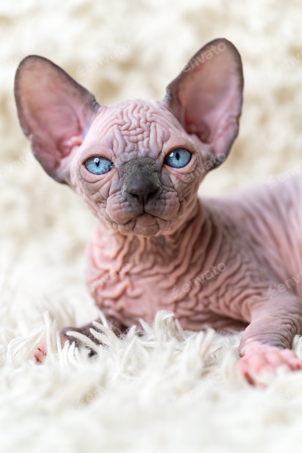 Odd Eyed Sphynx Cat For Sale 4+ Thousand Cat Odd Eye Royalty-Free
