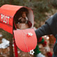 Woman receives Christmas mail and gift, delivery, surprise, Santa's gift, new year, xmas, mailbox Woman receives Christmas mail and gift, delivery, surprise, Santa's gift, new year, xmas, mailbox - PhotoDune Item for Sale