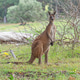 Male Western Grey Kangaroo Male Western Grey Kangaroo - PhotoDune Item for Sale