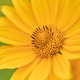 Close-up of vibrant yellow heliopsis flower with detailed center and soft green background Close-up of vibrant yellow heliopsis flower with detailed center and soft green background - PhotoDune Item for Sale