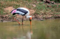 Painted Stork or Mycteria leucocephala in the wild Painted Stork or Mycteria leucocephala in the wild - PhotoDune Item for Sale