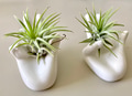 Home decor, air plants in ceramic holders Home decor, air plants in ceramic holders - PhotoDune Item for Sale