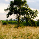 A big tree stands still in field during golden hour A big tree stands still in field during golden hour - PhotoDune Item for Sale