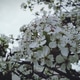 Closeup of Apple Blossoms Closeup of Apple Blossoms - PhotoDune Item for Sale