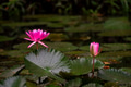 Pink water lily in the pond Pink water lily in the pond - PhotoDune Item for Sale