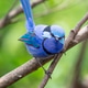 Splendid Fairy Wren Splendid Fairy Wren - PhotoDune Item for Sale