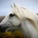 A Scottish Highland Pony A Scottish Highland Pony - PhotoDune Item for Sale