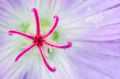 Closeup of geranium flower Closeup of geranium flower - PhotoDune Item for Sale