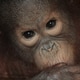 Baby Borneo Orangutan Baby Borneo Orangutan - PhotoDune Item for Sale