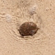 A pebble on a sandy shore washed by the sea A pebble on a sandy shore washed by the sea - PhotoDune Item for Sale