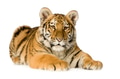 Tiger cub (5 months) Tiger cub (5 months) - PhotoDune Item for Sale