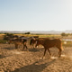 Horses in a Corral at Golden Hour Horses in a Corral at Golden Hour - PhotoDune Item for Sale