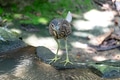 Juvenile Black-crowned Night Heron (Nycticorax nycticorax). Juvenile Black-crowned Night Heron (Nycticorax nycticorax). - PhotoDune Item for Sale