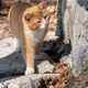 Ginger cat walking on stone steps, concept of nature exploration Ginger cat walking on stone steps, concept of nature exploration - PhotoDune Item for Sale