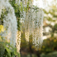 Blooming white wisteria tree with flowers in garden outdoors Blooming white wisteria tree with flowers in garden outdoors - PhotoDune Item for Sale