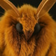 Moth Moth - PhotoDune Item for Sale