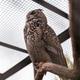 An owl stands on a branch within a zoo enclosure. The bird looks alert as it surveys its surrounding An owl stands on a branch within a zoo enclosure. The bird looks alert as it surveys its surrounding - PhotoDune Item for Sale