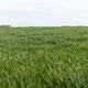 A vast field is filled with fresh green grass. The sky is cloudy and bright, creating a soft light o A vast field is filled with fresh green grass. The sky is cloudy and bright, creating a soft light o - PhotoDune Item for Sale
