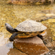 A turtle is resting on a rock above shallow water. The turtle's shell is partly wet, while the surro A turtle is resting on a rock above shallow water. The turtle's shell is partly wet, while the surro - PhotoDune Item for Sale