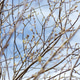 Branches stretch upward with tiny green buds beginning to show under a clear blue sky. This scene ca Branches stretch upward with tiny green buds beginning to show under a clear blue sky. This scene ca - PhotoDune Item for Sale
