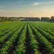 Potato Field Rows in Bolgheri Countryside, Tuscany Potato Field Rows in Bolgheri Countryside, Tuscany - PhotoDune Item for Sale