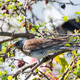 Fieldfare bird sitting on a tree branch with green leaves and berries. Fieldfare bird sitting on a tree branch with green leaves and berries. - PhotoDune Item for Sale