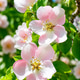 Blooming Apple Tree Flowers in Spring Garden Close-up Blooming Apple Tree Flowers in Spring Garden Close-up - PhotoDune Item for Sale
